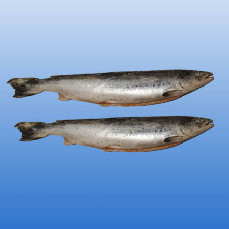 Семга (целая рыба 2-3 кг) ЦЕНА - 5500тг/кг 