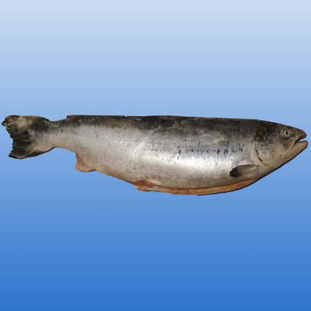 Семга (целая рыба 6-7 кг) ЦЕНА- 6500тг/кг 