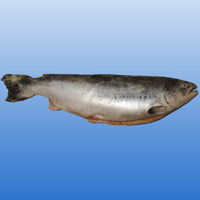 Семга (целая рыба 6-7 кг) <br><FONT color="red">ЦЕНА- 6500тг/кг </FONT>